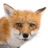 RockFox